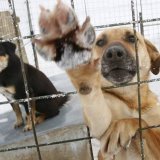 Les chiens et chats devront patienter pour un nouveau refuge à Uvrier